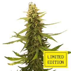 Auto Afghan genetics, Фасовка: 3